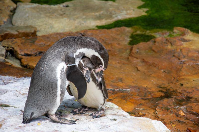 ZOO Le&scaron;n&aacute;